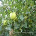 China golden apple fruit fresh